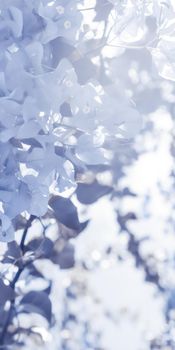 Flower background, spring nature and botanical beauty concept - Blue floral composition