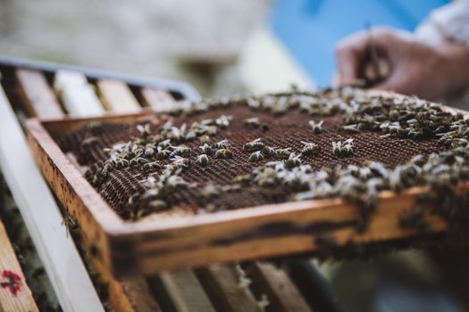 Beekeeper holding a honeycomb full of bees. Beekeeper in protective workwear inspecting honeycomb frame at apiary.