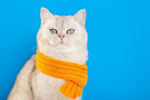 An imposing white cat sitting in an orange knitted scarf on a blue background. copy space