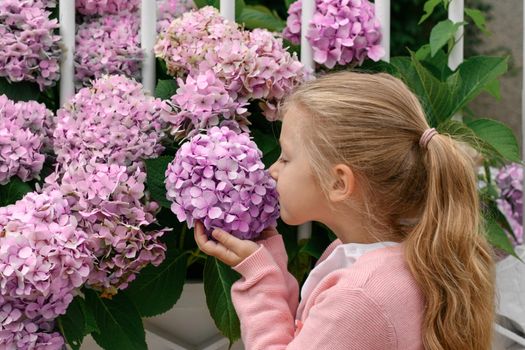Portrait of a little girl smelling hydrangea flowers