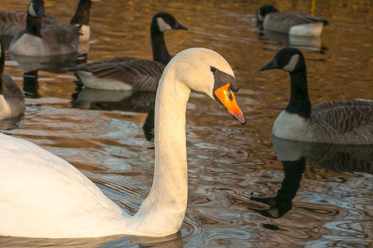 beautiful swan on blue lake water in sunny day during summer, swans on pond, nature series in Birmingham UK