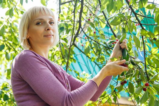 A smiling young woman gathering cherries in the garden