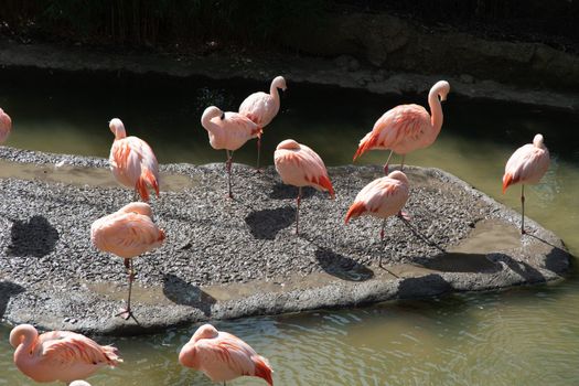 Pink flamingos stand in the water and catch food, beautiful exotic birds ,High quality photo