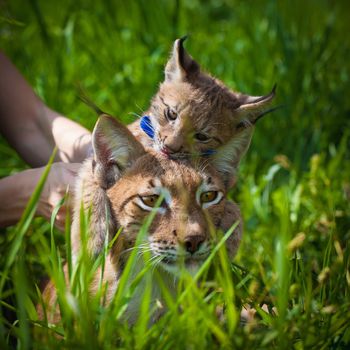 Beautiful Eurasian lynx with cub, lynx lynx, at summer field