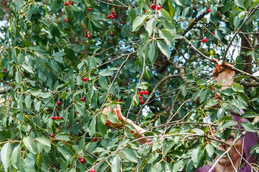 A smiling young woman gathering cherries in the garden