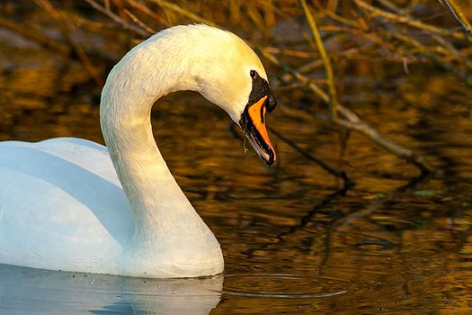 beautiful swan on blue lake water in sunny day during summer, swans on pond, nature series in Birmingham UK