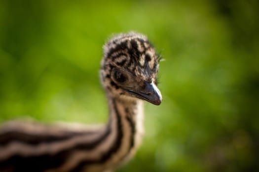 Portrait of little an african ostrich chick at zoo on grass