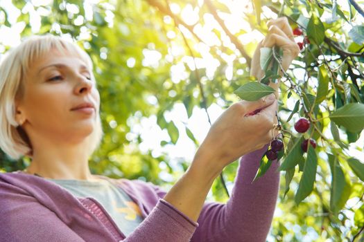 A smiling young woman gathering cherries in the garden