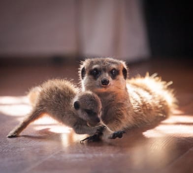 Domesticate meerkat or suricate, Suricata suricatta, with baby at home