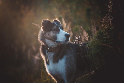 Mixed breed dog portrait in the autumn field