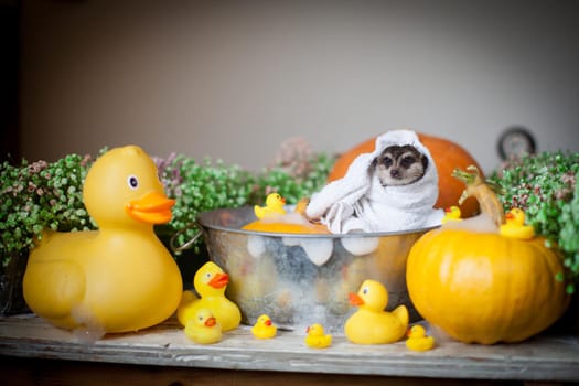 The meerkat or suricate, Suricata suricatta, takingbath at home