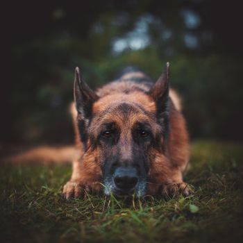 6 years old east-european shepherd dog in the field