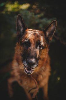 6 years old east-european shepherd dog in the field