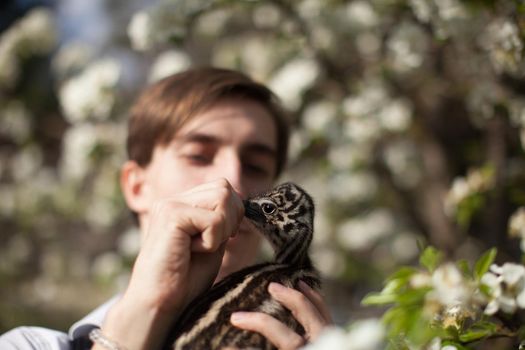 Portrait of little an african ostrich chick in male hands of zoologist at zoo.