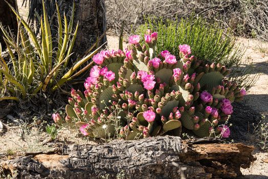 Blooming Desert Prickly Pear in flaming Pink Joshua Tree National Park