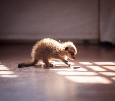 Domesticate meerkat or suricate, Suricata suricatta, cub at home