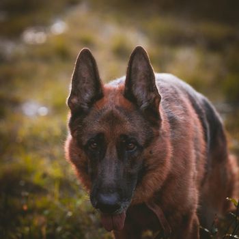 6 years old east-european shepherd dog in the field