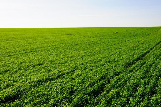 Green Field of wheat, blue sky and sun, white clouds. wonderland