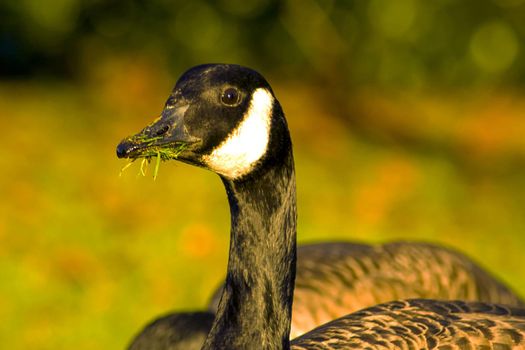 beautiful goose and swan on blue lake water in sunny day during summer, swans on pond, nature series in the park birmingham uk