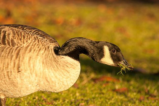 beautiful goose and swan on blue lake water in sunny day during summer, swans on pond, nature series in the park birmingham uk