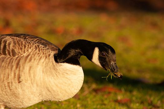 beautiful goose and swan on blue lake water in sunny day during summer, swans on pond, nature series in the park birmingham uk