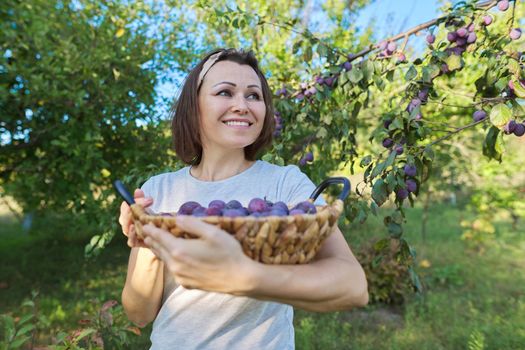 Female gardener with crop of plums in basket, garden background. Hobbies, growing organic fruits in the home garden