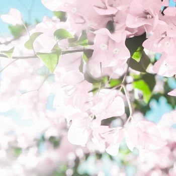 Blooming beauty, wedding invitation and nature concept - Pastel pink blooming flowers and blue sky in a dream garden, floral background