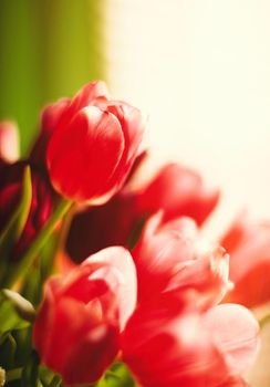 Bouquet of tulips in bloom - mothers day, springtime and international womens day concept. Brighten up your home with flowers