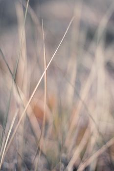 Nature background, environmental and agriculture concept - Rural field, a day in countryside