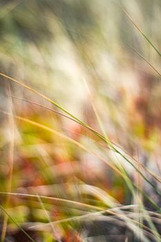 Beauty in nature, balanced lifestyle, environmental concept - Rustic spring field