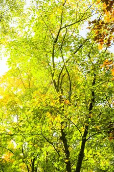 Fall beauty, weather and seasons concept - Autumn nature scene background, leaves and trees outdoors