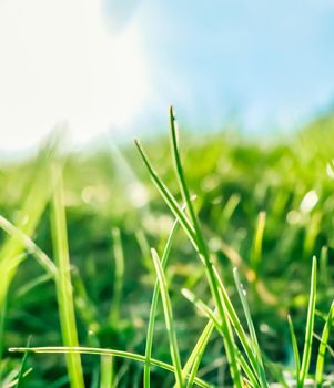 Earth landscape, growth and natural environment concept - Fresh grass and sunny blue sky on a green field at sunrise, nature of countryside