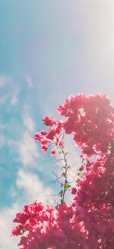 Floral background, spring nature and botanical beauty concept - Coral blooming flowers and blue sky, feminine style background