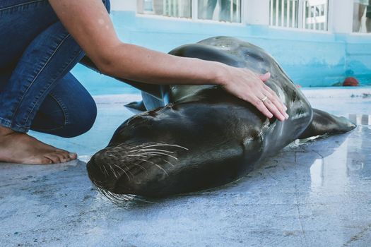 Veterinarian training, check up, South American sea lion in zoo