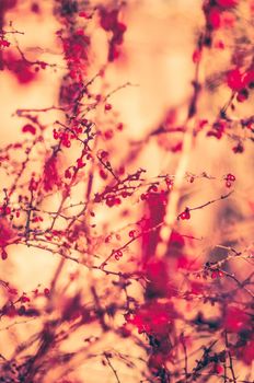 Holiday season, rustic backdrop and fall colours concept - Vintage autumn abstract background, nature fine art