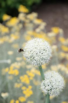 natural flower background, leek and onion inflorescence against blurred yellow curry flowers High quality photo