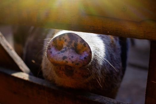 Close up snout of a black Vietnamese breed of pig standing in a wooden paddock on a farm. Close up. copy space