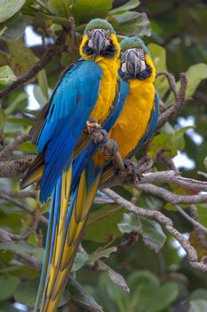 Blue-and-yellow macaws perching in a tree in the Pantanal of Brazil