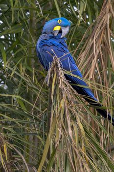 A bright blue Hyacinth Macaw, Anodorhynchus hyacinthinus, preening its feathers in a tree in the Pantanal of Brazil.