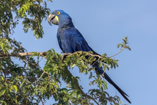 A bright blue Hyacinth Macaw perched in a tree in the Pantanal of Brazil.