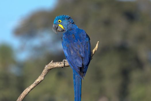 A bright blue Hyacinth Macaw perched in a tree in the Pantanal of Brazil.