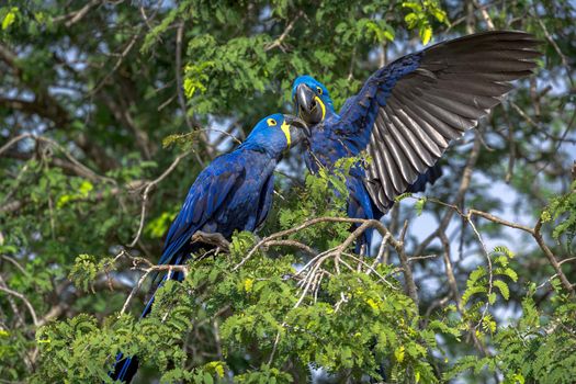 Two bright blue Hyacinth Macaws, Anodorhynchus hyacinthinus, perched in a tree in the Pantanal of Brazil.