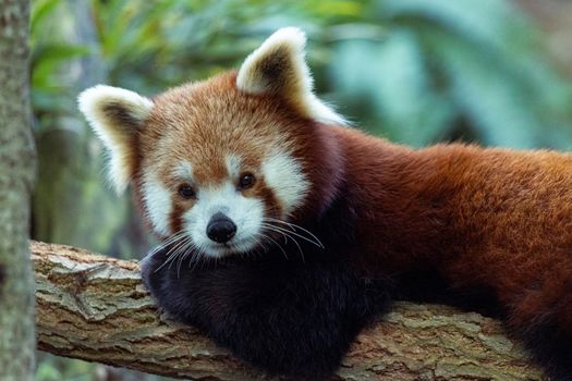 The red or lesser panda is a small mammal native to the Himalayas and China. It has dense reddish-brown fur with a black belly and legs, white-lined ears, a mostly white muzzle and a ringed tail.