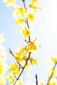 Nature in spring, wedding invitation and floral composition concept - Beautiful yellow flowers and blue sky as background