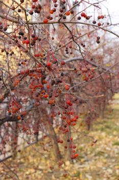 Closeup red autumn berries of crab apples, Malus Baccata, on small shrubbery trees along sidewalk by road during yellow fall season, vertikal image