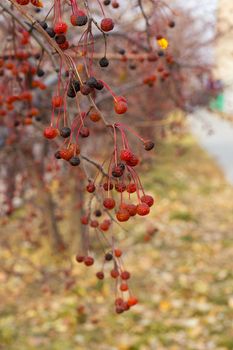 Closeup red autumn berries of crab apples, fruit Malus Baccata, on small shrubbery trees along sidewalk by road during yellow fall season, vertikal image