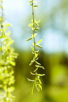 Natural environment, botanical textures and bioenergy concept - Green leaves in springtime, nature background