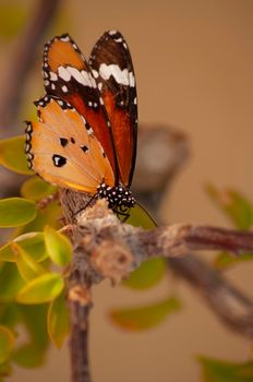 bright orange butterfly sits on a branch on a yellow background nature, insects in nature collect nectar. High quality photo