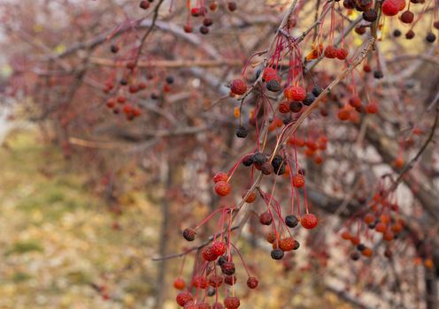 Closeup red autumn berries of crab apples, Malus Baccata, on small shrubbery trees along sidewalk by road during yellow fall season