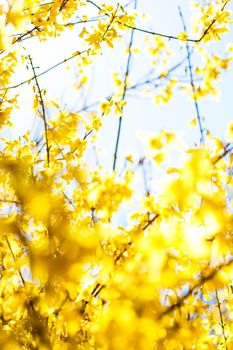 Nature in spring, wedding invitation and floral composition concept - Beautiful yellow flowers and blue sky as background